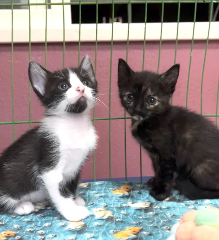 Gato raça SRD-ViraLata idade Abaixo de 2 meses nome Evaristo