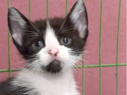 Gato raça SRD-ViraLata idade Abaixo de 2 meses nome Evaristo