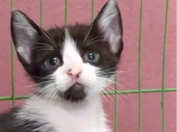 Gato raça SRD-ViraLata idade Abaixo de 2 meses nome Evaristo