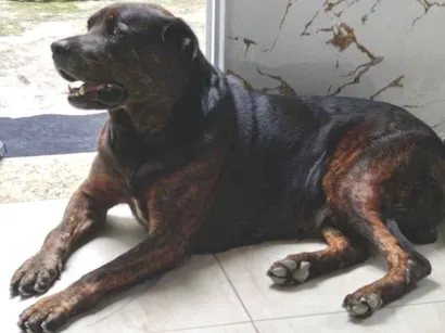 Cachorro raça SRD-ViraLata idade 6 ou mais anos nome Sansão 