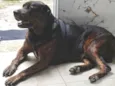 Cachorro raça SRD-ViraLata idade 6 ou mais anos nome Sansão 