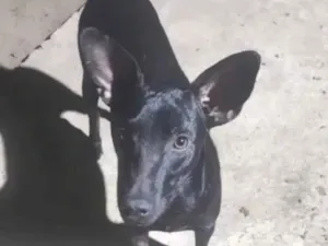 Cachorro raça SRD-ViraLata idade 2 anos nome Messi 