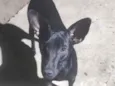 Cachorro raça SRD-ViraLata idade 2 anos nome Messi 