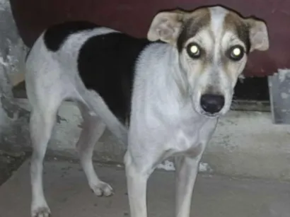 Cachorro raça SRD-ViraLata idade 2 a 6 meses nome João Paulo de Souza Rodrigues 