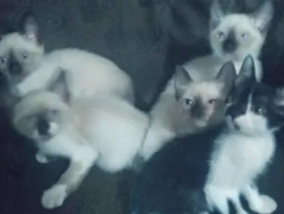 Gato raça SRD-ViraLata idade 2 a 6 meses nome Eles não tem nomes ainda