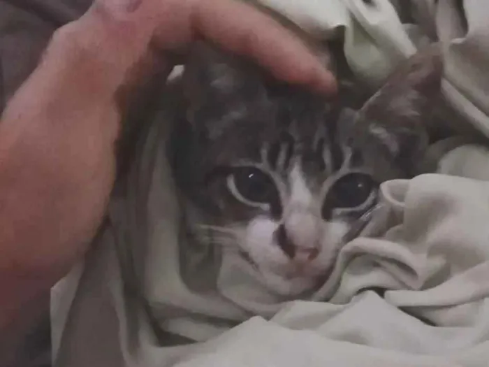 Gato raça SRD-ViraLata idade Abaixo de 2 meses nome Ferinha