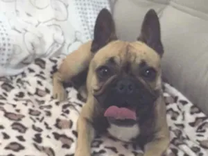 Cachorro raça Bulldog idade 5 anos nome Vicky