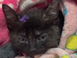 Gato raça SRD-ViraLata idade 2 a 6 meses nome Maria 