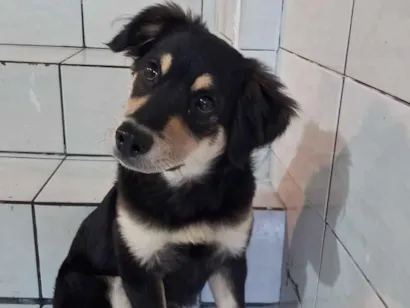 Cachorro raça SRD-ViraLata idade 2 a 6 meses nome Mia