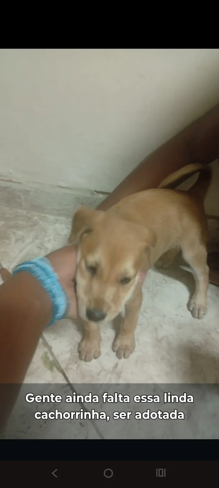 Cachorro raça SRD-ViraLata idade Abaixo de 2 meses nome Sem nome