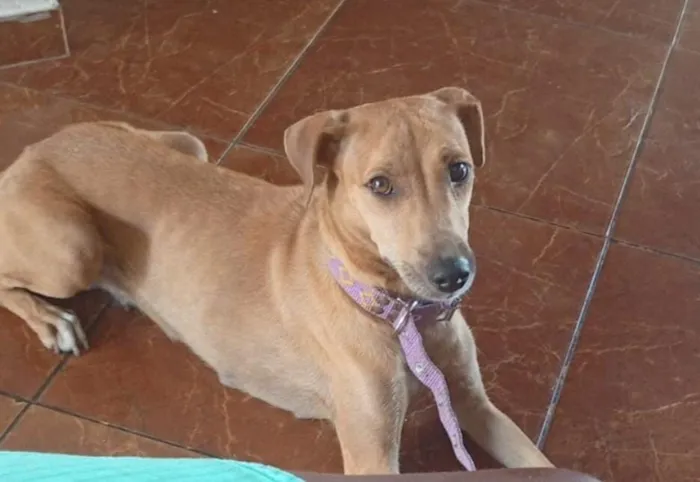 Cachorro raça SRD-ViraLata idade Abaixo de 2 meses nome Sem nome