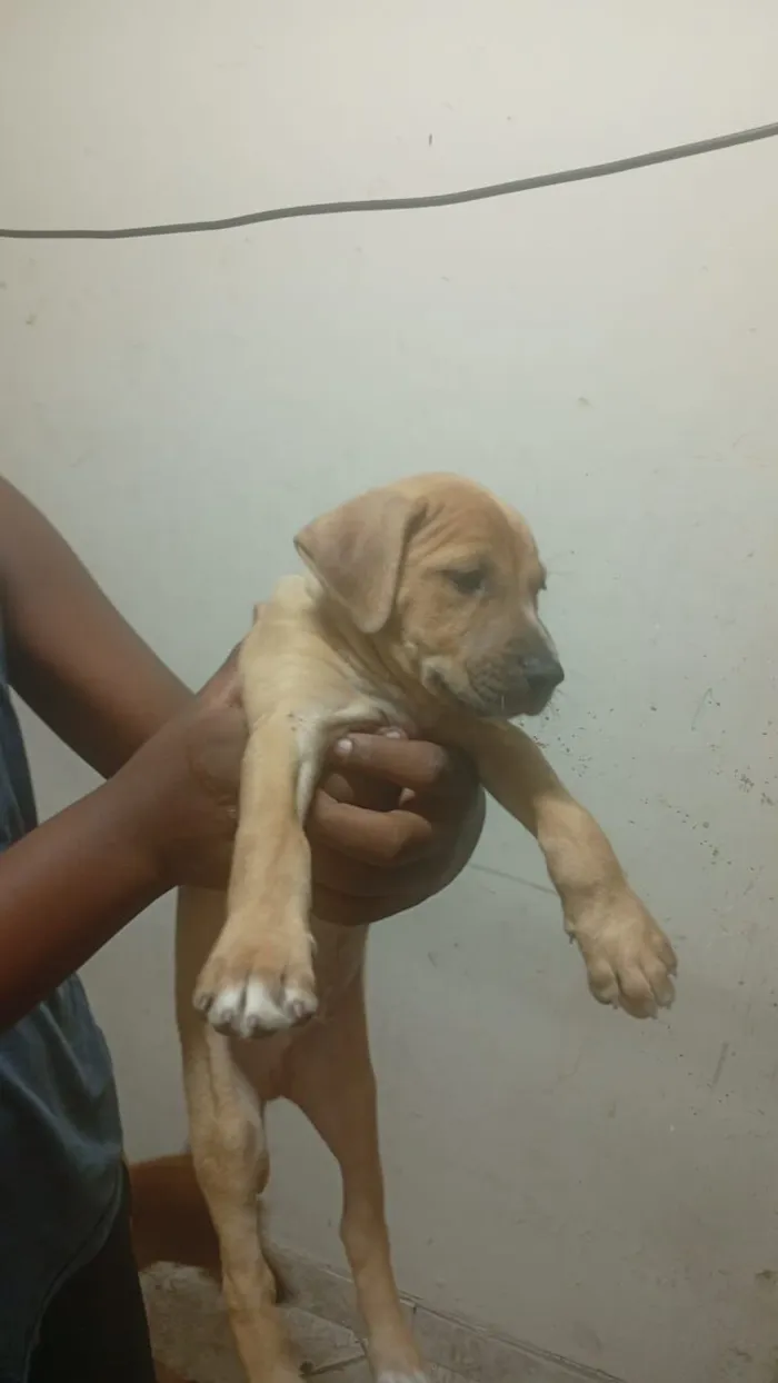 Cachorro raça SRD-ViraLata idade Abaixo de 2 meses nome Sem nome