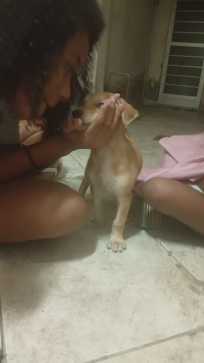 Cachorro raça SRD-ViraLata idade Abaixo de 2 meses nome Sem nome