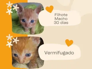 Gato raça SRD-ViraLata idade Abaixo de 2 meses nome BERNARDO