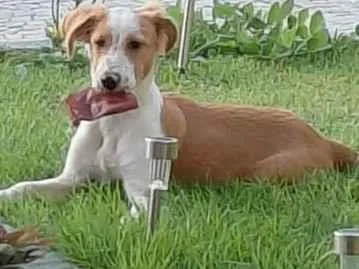 Cachorro raça SRD-ViraLata idade 2 a 6 meses nome Apolo