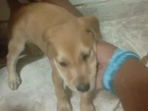 Cachorro raça SRD-ViraLata idade Abaixo de 2 meses nome Sem nome