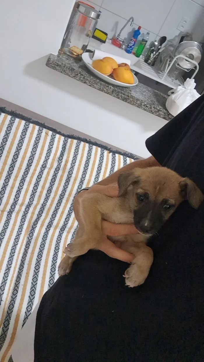 Cachorro raça SRD-ViraLata idade 2 a 6 meses nome Rick