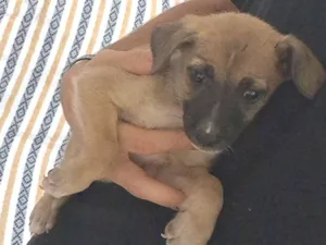 Cachorro raça SRD-ViraLata idade 2 a 6 meses nome Rick