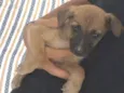 Cachorro raça SRD-ViraLata idade 2 a 6 meses nome Rick