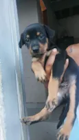 Cachorro raça SRD-ViraLata idade Abaixo de 2 meses nome Biel 