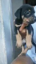 Cachorro raça SRD-ViraLata idade Abaixo de 2 meses nome Lara