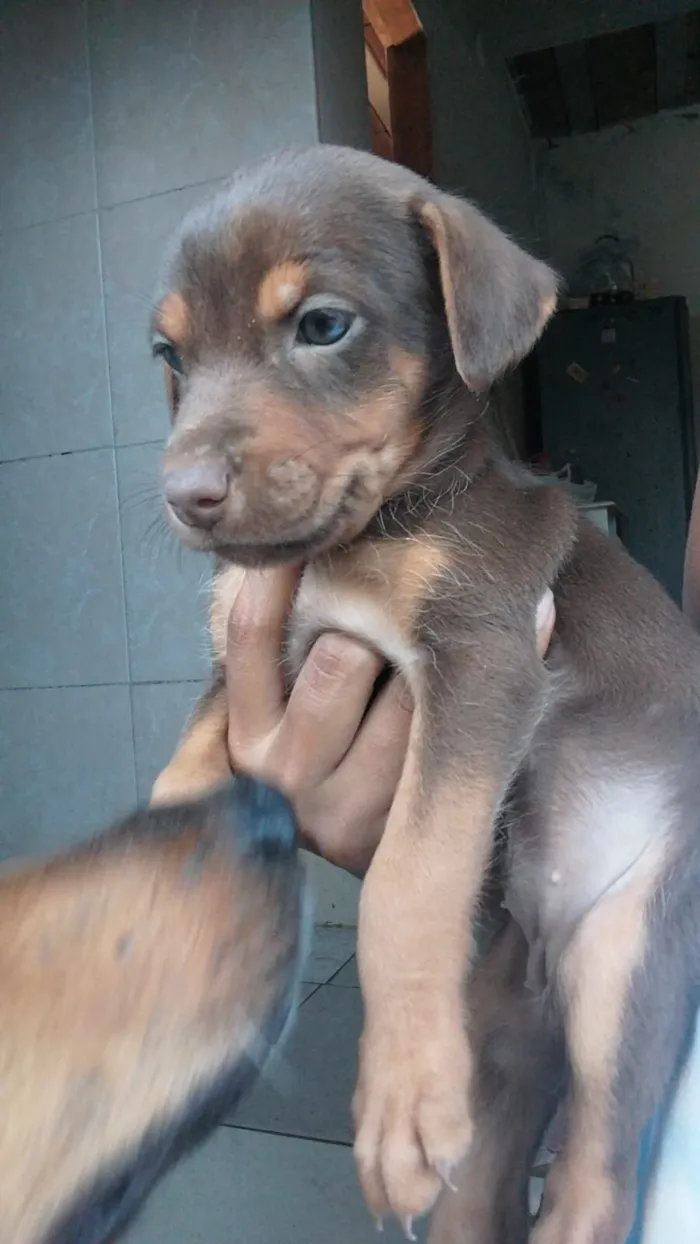 Cachorro raça SRD-ViraLata idade Abaixo de 2 meses nome Lanna 