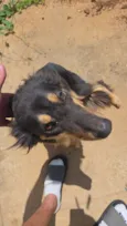 Cachorro raça SRD-ViraLata idade 3 anos nome Maria