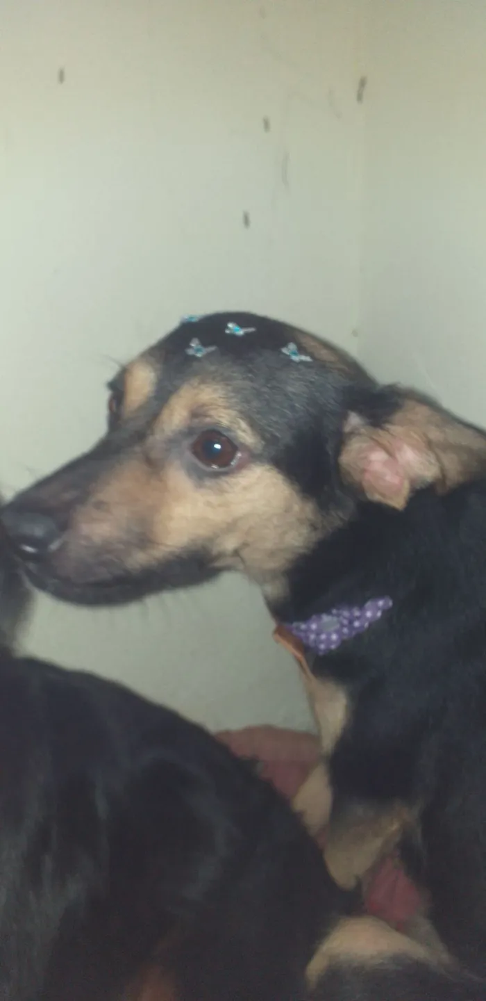 Cachorro raça SRD-ViraLata idade 3 anos nome Milly