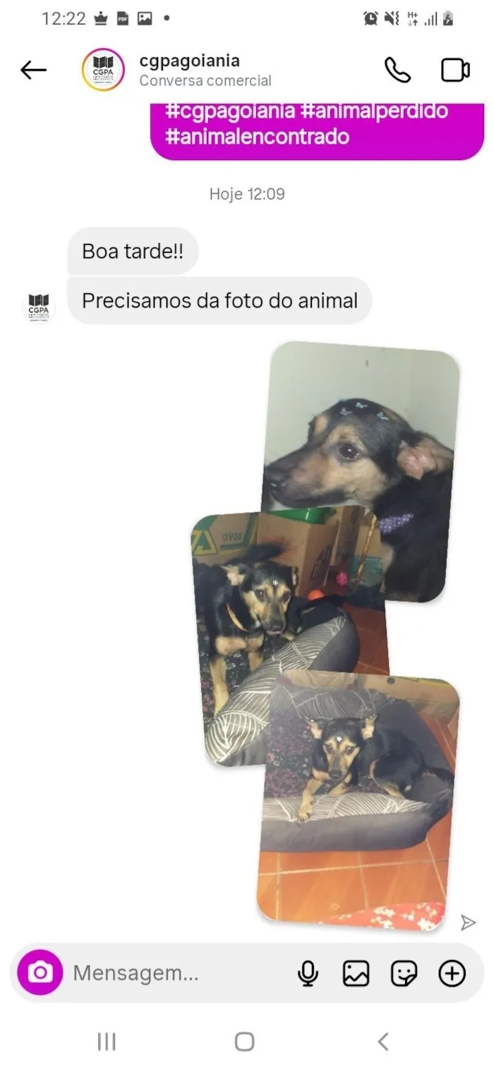 Cachorro raça SRD-ViraLata idade 3 anos nome Milly