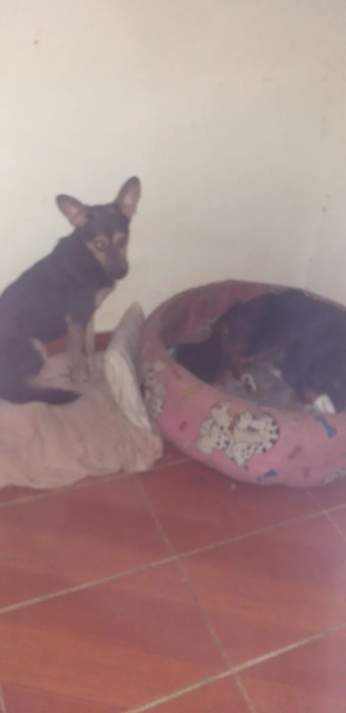 Cachorro raça SRD-ViraLata idade 3 anos nome Milly