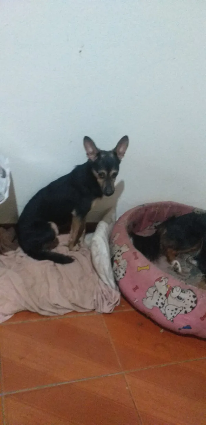 Cachorro raça SRD-ViraLata idade 3 anos nome Milly
