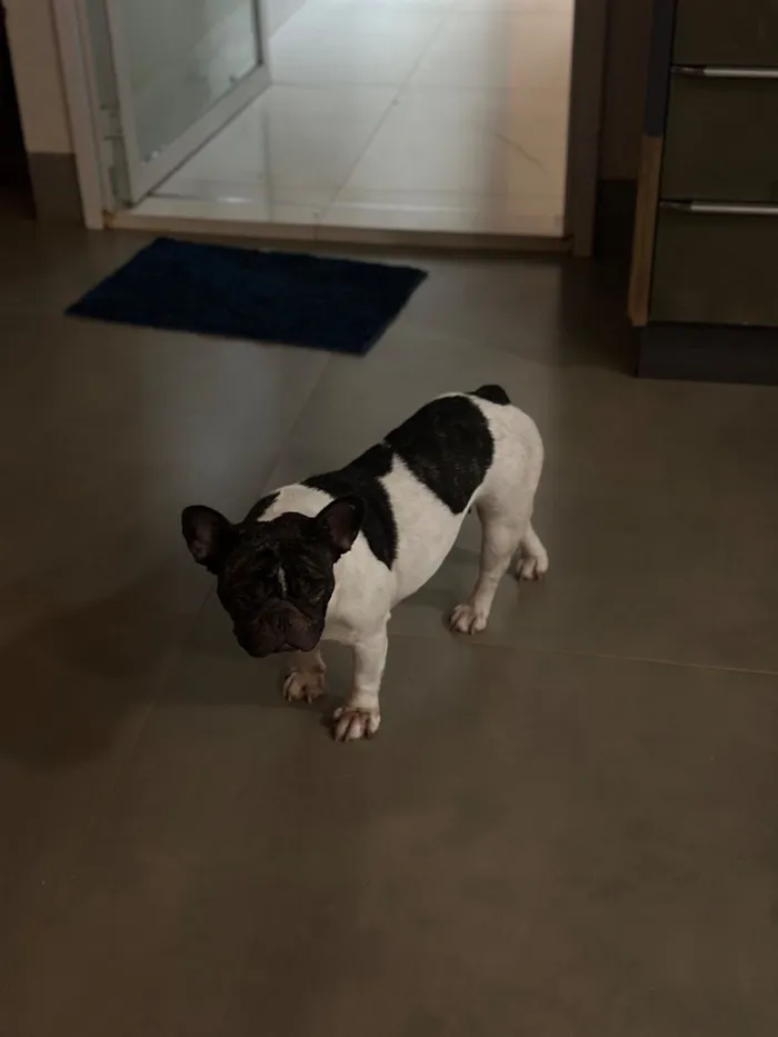 Cachorro raça Bulldog idade 1 ano nome Ágatha 