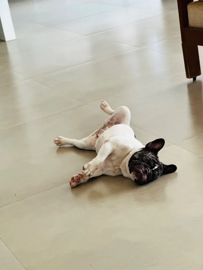 Cachorro raça Bulldog idade 1 ano nome Ágatha 