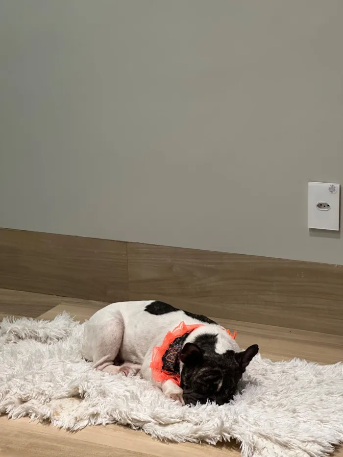 Cachorro raça Bulldog idade 1 ano nome Ágatha 