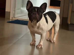 Cachorro raça Bulldog idade 1 ano nome Ágatha 