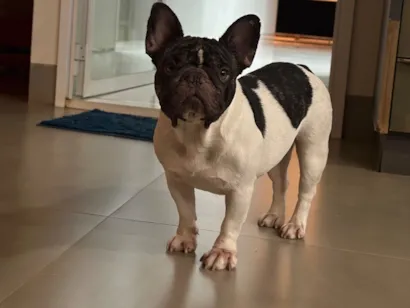 Cachorro raça Bulldog idade 1 ano nome Ágatha 