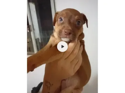 Cachorro raça SRD-ViraLata idade 2 a 6 meses nome Coragem