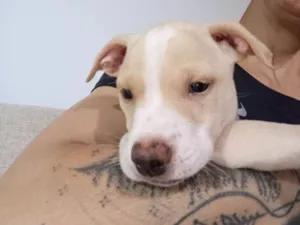Cachorro raça SRD-ViraLata idade 2 a 6 meses nome Dengoso 