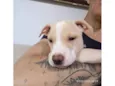 Cachorro raça SRD-ViraLata idade 2 a 6 meses nome Dengoso 