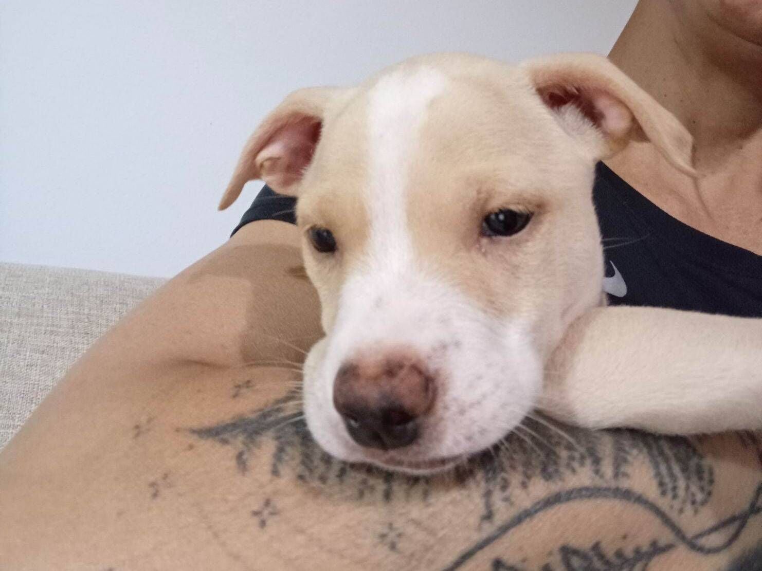 Cachorro raça SRD-ViraLata idade 2 a 6 meses nome Dengoso 