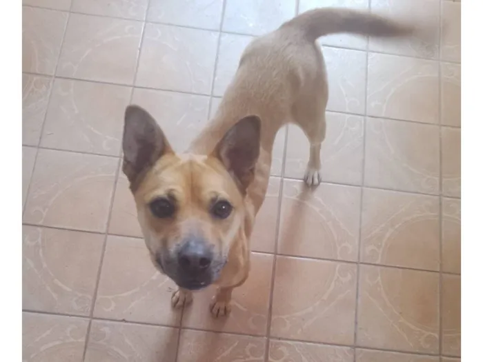 Cachorro raça SRD-ViraLata idade 1 ano nome Lua 