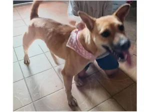 Cachorro raça SRD-ViraLata idade 1 ano nome Lua 