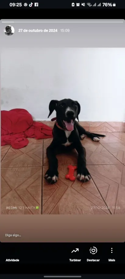 Cachorro raça SRD-ViraLata idade 1 ano nome Snoop dogg