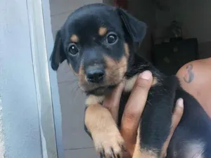 Cachorro raça SRD-ViraLata idade Abaixo de 2 meses nome Biel 