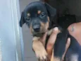 Cachorro raça SRD-ViraLata idade Abaixo de 2 meses nome Biel 