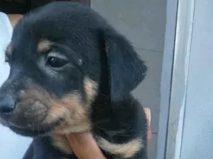 Cachorro raça SRD-ViraLata idade Abaixo de 2 meses nome Lara