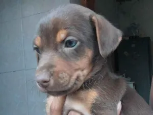 Cachorro raça SRD-ViraLata idade Abaixo de 2 meses nome Lanna 