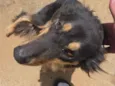 Cachorro raça SRD-ViraLata idade 3 anos nome Maria