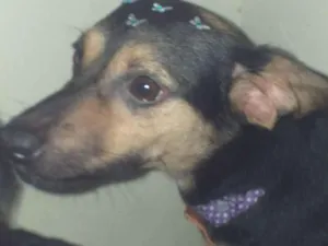 Cachorro raça SRD-ViraLata idade 3 anos nome Milly