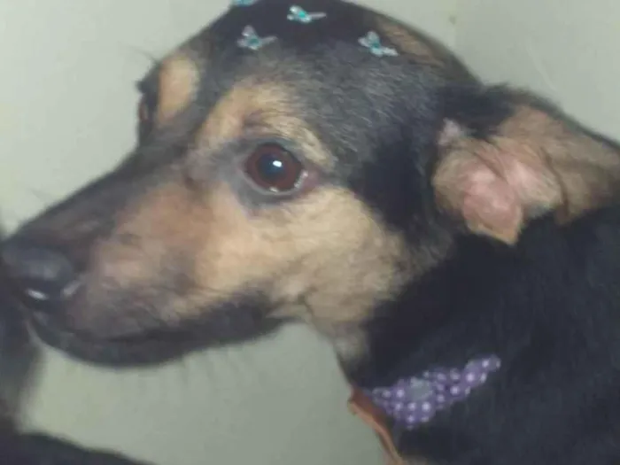 Cachorro raça SRD-ViraLata idade 3 anos nome Milly